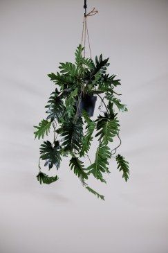 Exclusief Ingericht Kunstplant Philodendron  EI-Philodendron 0