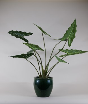 Exclusief Ingericht Kunstplant Alocasia Frydek - 100cm   1